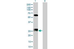 Western Blot analysis of FAM3B expression in transfected 293T cell line by FAM3B MaxPab polyclonal antibody. (FAM3B 抗体  (AA 1-235))