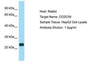 Image no. 1 for anti-Coiled-Coil Domain Containing 59 (CCDC59) (AA 132-181) antibody (ABIN6750166) (CCDC59 抗体  (AA 132-181))