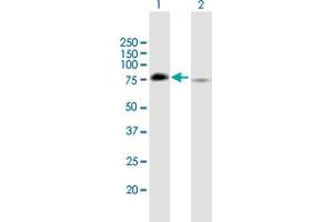 Western Blot analysis of GRHL2 expression in transfected 293T cell line by GRHL2 MaxPab polyclonal antibody.