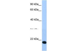 Western Blotting (WB) image for anti-Helt BHLH Transcription Factor (HELT) antibody (ABIN2463334) (HELT 抗体)