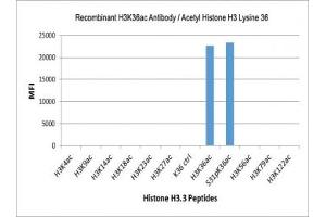 The recombinant H3K36ac antibody specifically reacts to Histone H3 acetylated at Lysine 36 (K36ac) and is not affected by the phosphorylation of neighboring Ser31. (Recombinant Histone 3 抗体  (acLys36))