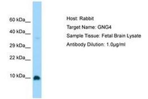 Image no. 1 for anti-G Protein gamma 4 (GNG4) (C-Term) antibody (ABIN6750183) (GNG4 抗体  (C-Term))