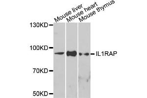 Western blot analysis of extracts of various cells, using IL1RAP antibody. (IL1RAP 抗体)