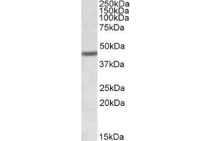 ABIN2562535 (1µg/ml) staining of Human Bone Marrow lysate (35µg protein in RIPA buffer). (FANCL 抗体  (Internal Region))
