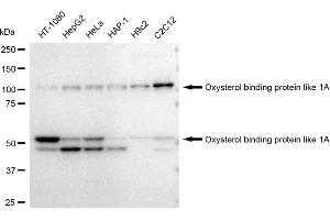 Western blotting analysis using Oxysterol binding protein like 1A antibody (ABIN7799716). (Recombinant OSBPL1A 抗体)
