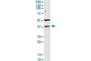 COQ3 MaxPab rabbit polyclonal antibody. (COQ3 抗体  (AA 1-369))