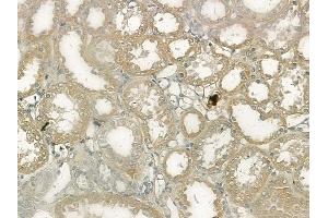 ABIN6263459 and ABIN6272552 at 1/100 staining human normal kidney tissue by IHC-P.