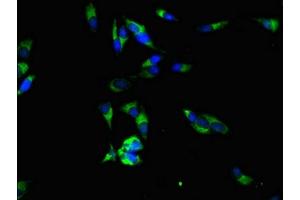 Immunofluorescent analysis of Hela cells using ABIN7168224 at dilution of 1:100 and Alexa Fluor 488-congugated AffiniPure Goat Anti-Rabbit IgG(H+L)