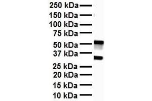 WB Suggested Anti-SOX3 antibody Titration: 1 ug/mL Sample Type: Human heart