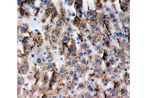 IHC-P: ZO-3 antibody testing of mouse liver tissue (TJP3 抗体  (C-Term))