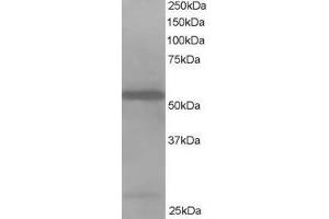 Image no. 1 for anti-Drebrin-Like (DBNL) (AA 2-14) antibody (ABIN297154) (DBNL 抗体  (AA 2-14))