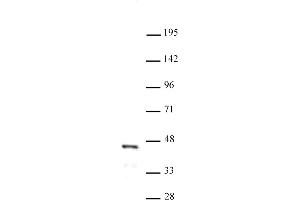 FOXL2 antibody (pAb) tested by Western blot. (FOXL2 抗体  (N-Term))