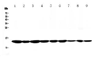 Western blot analysis of Cytochrome C using anti-Cytochrome C antibody . (Cytochrome C 抗体  (AA 2-105))