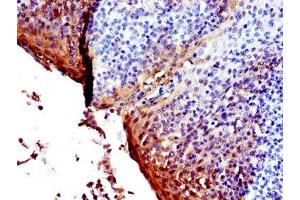 IHC image of ABIN7142099 diluted at 1:600 and staining in paraffin-embedded human tonsil tissue performed on a Leica BondTM system. (14-3-3 sigma/SFN 抗体  (AA 1-248))