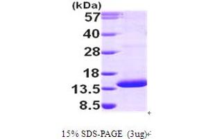 Proteasome (Prosome, Macropain) Assembly Chaperone 3 (PSMG3) (AA 1-122) protein (His tag)