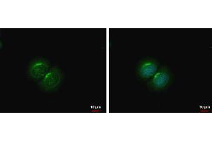 ICC/IF Image PCOLCE2 antibody detects PCOLCE2 protein at cytoplasm by immunofluorescent analysis. (PCOLCE2 抗体)