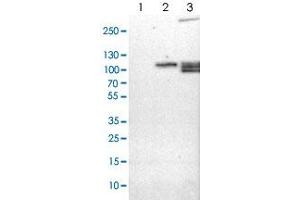 Western blot analysis of Lane 1: NIH-3T3 cell lysate (Mouse embryonic fibroblast cells), Lane 2: NBT-II cell lysate (Rat Wistar bladder tumour cells), Lane 3: PC12 cell lysate (Pheochromocytoma of rat adrenal medulla) with RAP1GAP polyclonal antibody . (RAP1GAP 抗体)