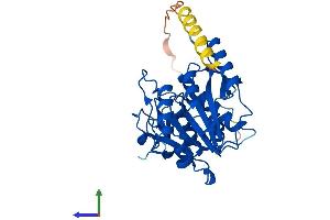 Protein Structure (PS) image for UDP-Gal:betaGlcNAc beta 1,3-Galactosyltransferase, Polypeptide 1 (B3GALT1) (AA 1-326) protein (His tag) (ABIN7562438)