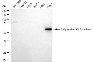 Western blotting analysis using Fatty acid amide hydrolase antibody (ABIN7798583).