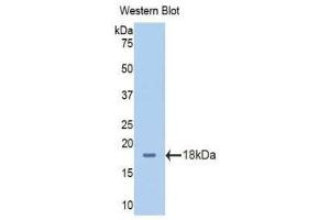 Western Blotting (WB) image for anti-Solute Carrier Family 3 (Activators of Dibasic and Neutral Amino Acid Transport), Member 2 (SLC3A2) (AA 213-349) antibody (ABIN1176275) (SLC3A2 抗体  (AA 213-349))