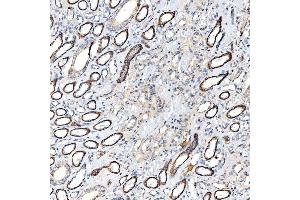 IHC analysis of Milk Fat Globule 1/MFGE8 using anti-Milk Fat Globule 1/MFGE8 antibody (ABIN7600829).