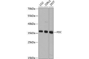 Western blot analysis of extracts of various cell lines using PDC Polyclonal Antibody at dilution of 1:1000. (Phosducin 抗体)