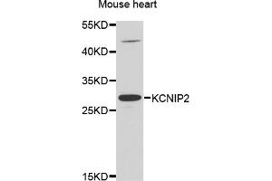 Western blot analysis of extracts of mouse heart, using KCNIP2 antibody. (KCNIP2 抗体)