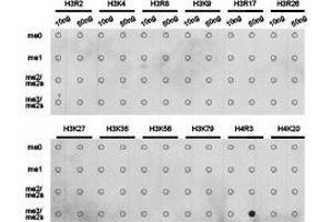 Dot-blot analysis of all sorts of methylation peptidesusing H4R3me2s antibody.
