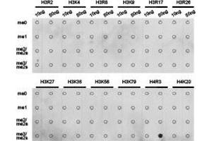 Dot-blot analysis of all sorts of methylation peptidesusing H4R3me2s antibody. (Histone 3 抗体  (2meArg3))