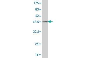 Western Blot detection against Immunogen (42. (SSBP1 抗体  (AA 1-148))