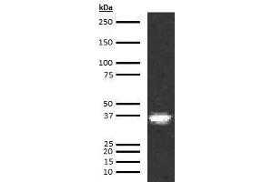 Western Blotting (WB) image for anti-Coagulation Factor III (thromboplastin, Tissue Factor) (F3) antibody (ABIN613833) (Tissue factor 抗体)