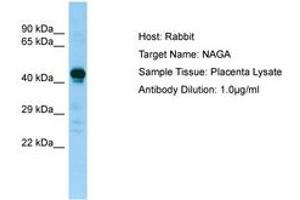 Image no. 1 for anti-N-Acetylgalactosaminidase, alpha (NAGA) (AA 158-207) antibody (ABIN6749968) (NAGA 抗体  (AA 158-207))