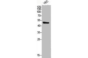 Western Blot analysis of VEC cells using Phospho-ATF-2 (T71) Polyclonal Antibody (ATF2 抗体  (pThr71))