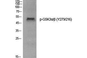 Western Blot (WB) analysis of specific cells using Phospho-GSK3alpha/beta (Y279/216) Polyclonal Antibody. (GSK3 alpha/beta 抗体  (pTyr216, pTyr279))