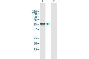 Western Blot analysis of RING1 expression in transfected 293T cell line by RING1 MaxPab polyclonal antibody. (RING1 抗体  (AA 1-377))