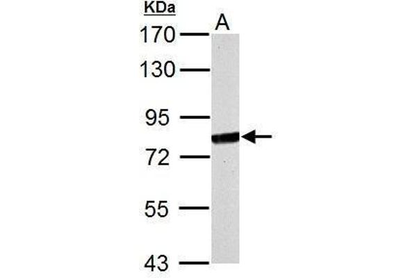MX1 抗体  (Internal Region)