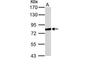 WB Image MX1 antibody [N2C2], Internal detects MX1 protein by Western blot analysis. (MX1 抗体  (Internal Region))