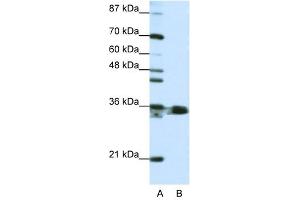 HNRPA1 antibody used at 1.