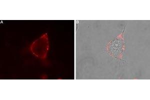 Expression of NLGN1 in rat PC12 cells - Cell surface detection of NLGN1 in intact living rat pheochromocytoma PC12 cells.