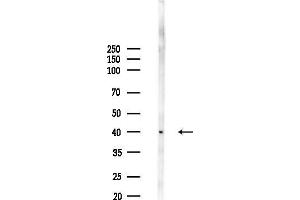 anti-Potassium Channel Tetramerisation Domain Containing 18 (KCTD18) antibody