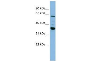 WB Suggested Anti-CYP3A7 Antibody Titration:  0. (CYP3A7 抗体  (Middle Region))