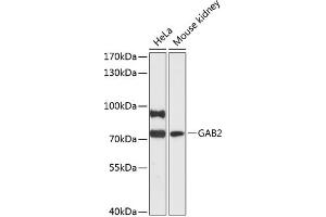Western blot analysis of extracts of various cell lines, using G antibody (ABIN6130411, ABIN6140869, ABIN6140871 and ABIN6216916) at 1:3000 dilution. (GAB2 抗体  (AA 377-676))