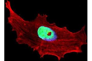 Fluorescent confocal image of MCF-7 cell stained with BHLH3 Antibody (N-term) (ABIN651934 and ABIN2840462). (BHLH3 抗体  (N-Term))