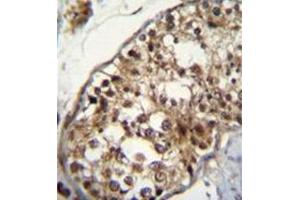Immunohistochemistry analysis in formalin fixed and paraffin embedded human testis tissue reacted with NUP160 Antibody (Center) followed by peroxidase conjugation of the secondary antibody and DAB staining. (NUP160 抗体  (Middle Region))