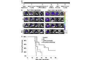 Fluorescence Microscopy (FM) image for Hamster IgG isotype control (ABIN5633234)