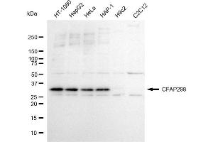 Western blotting analysis using CFAP298 antibody (ABIN7798026). (CFAP298 抗体)