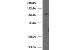 Western Blotting (WB) image for anti-Unc-13 Homolog D (UNC13D) (Internal Region) antibody (ABIN2466419) (UNC13D 抗体  (Internal Region))