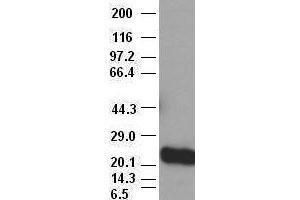 Western Blotting (WB) image for anti-Noggin (NOG) (AA 28-232) antibody (ABIN1491316) (NOG 抗体  (AA 28-232))