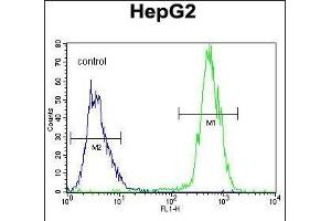 PRRT1 Antibody (Center) (ABIN655188 and ABIN2844804) flow cytometric analysis of HepG2 cells (right histogram) compared to a negative control cell (left histogram). (PRRT1 抗体  (AA 240-269))