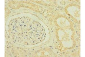 Immunohistochemistry of paraffin-embedded human kidney tissue using ABIN7169925 at dilution of 1:100 (SCN7A 抗体  (AA 265-368))